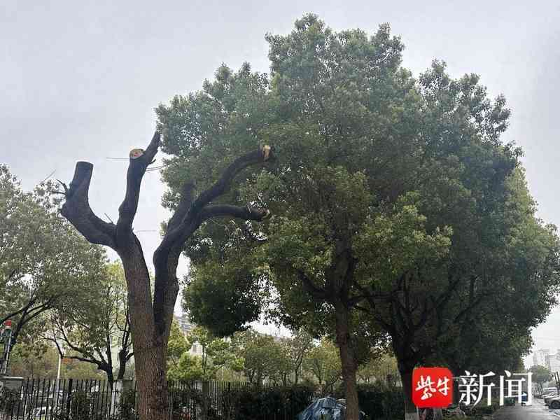  守护家园绿荫：从“剃光头”风波看社区绿化管理那些事儿 房产家居